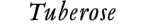 Tuberose